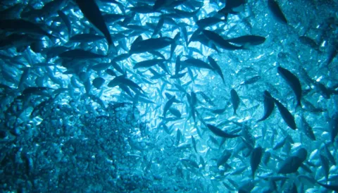 Fish health and welfare